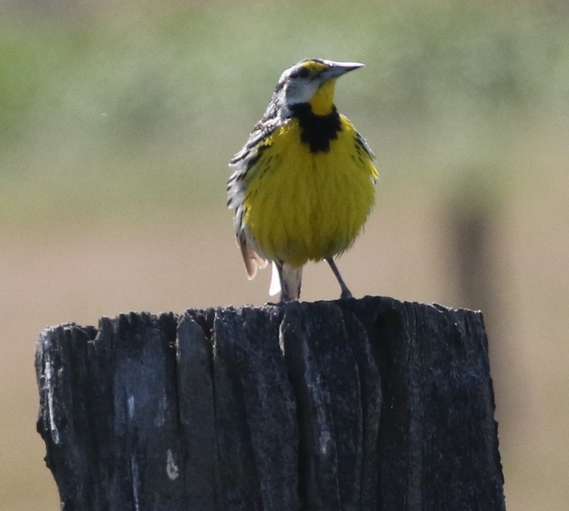 Eastern Meadowlark (Eastern) - ML103966061