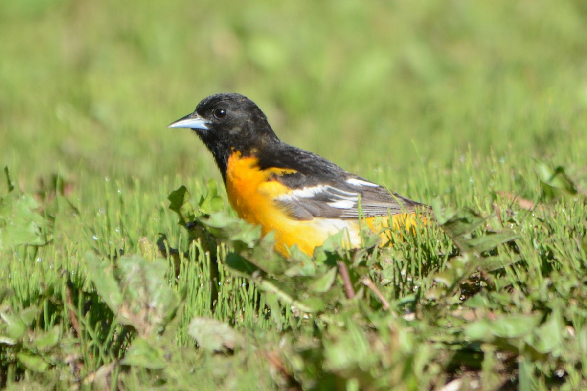 Baltimore Oriole - ML103966681