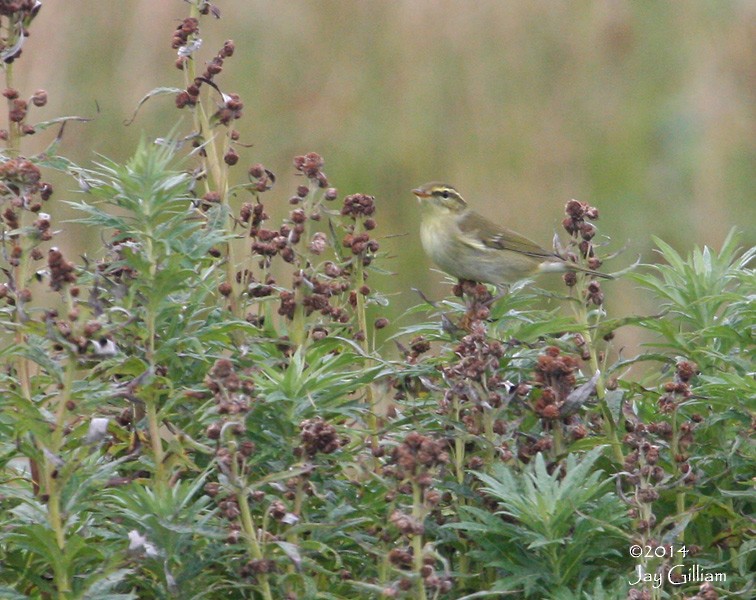 Arctic Warbler - ML103967781