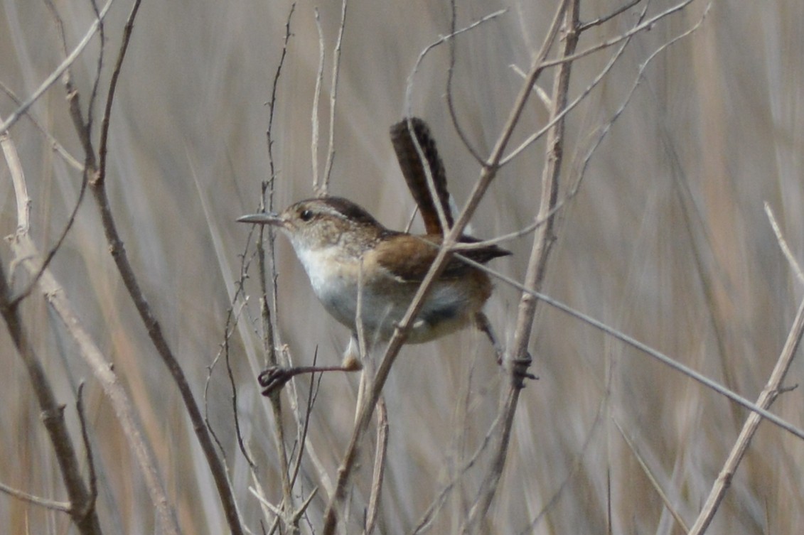 Marsh Wren - ML103968571