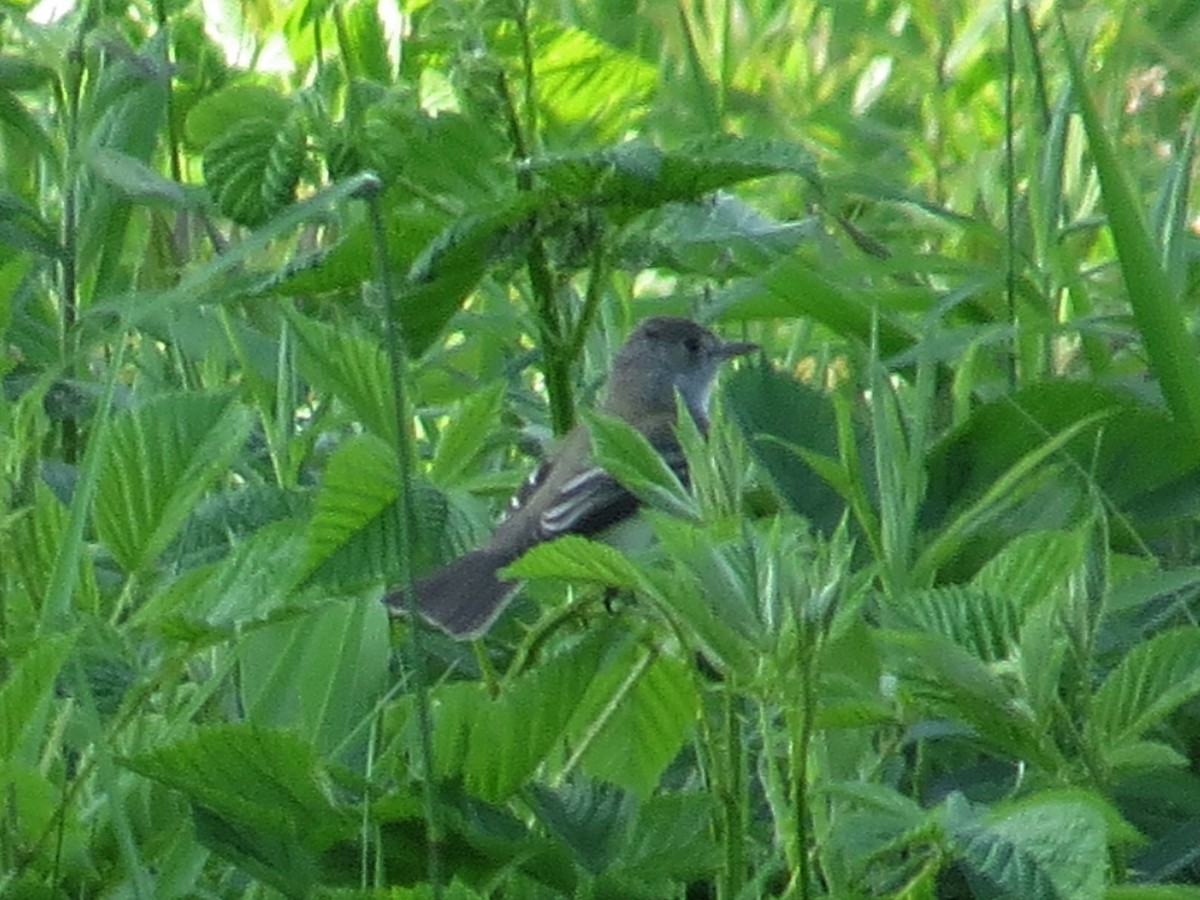 Acadian Flycatcher - ML103969941