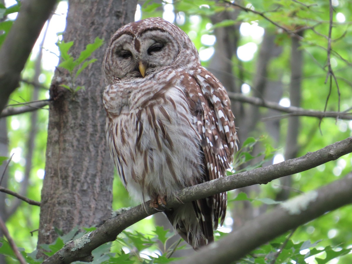 Barred Owl - Ben West