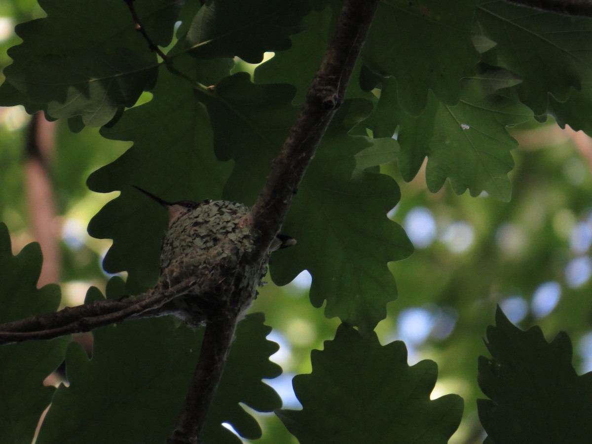 Ruby-throated Hummingbird - ML103970041