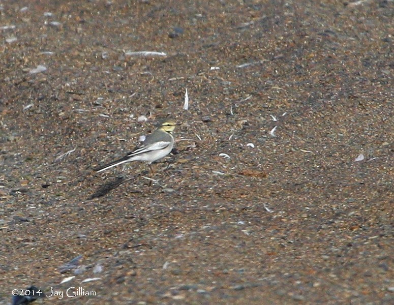 White Wagtail - ML103970331