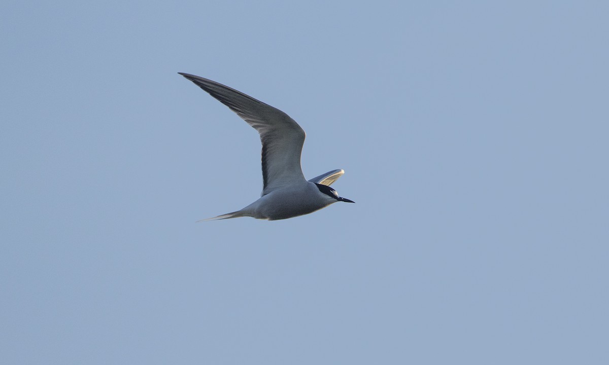 Aleutian Tern - ML103970941