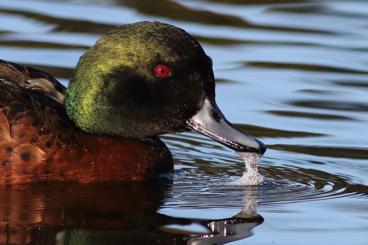 Chestnut Teal - Leigh Pieterse