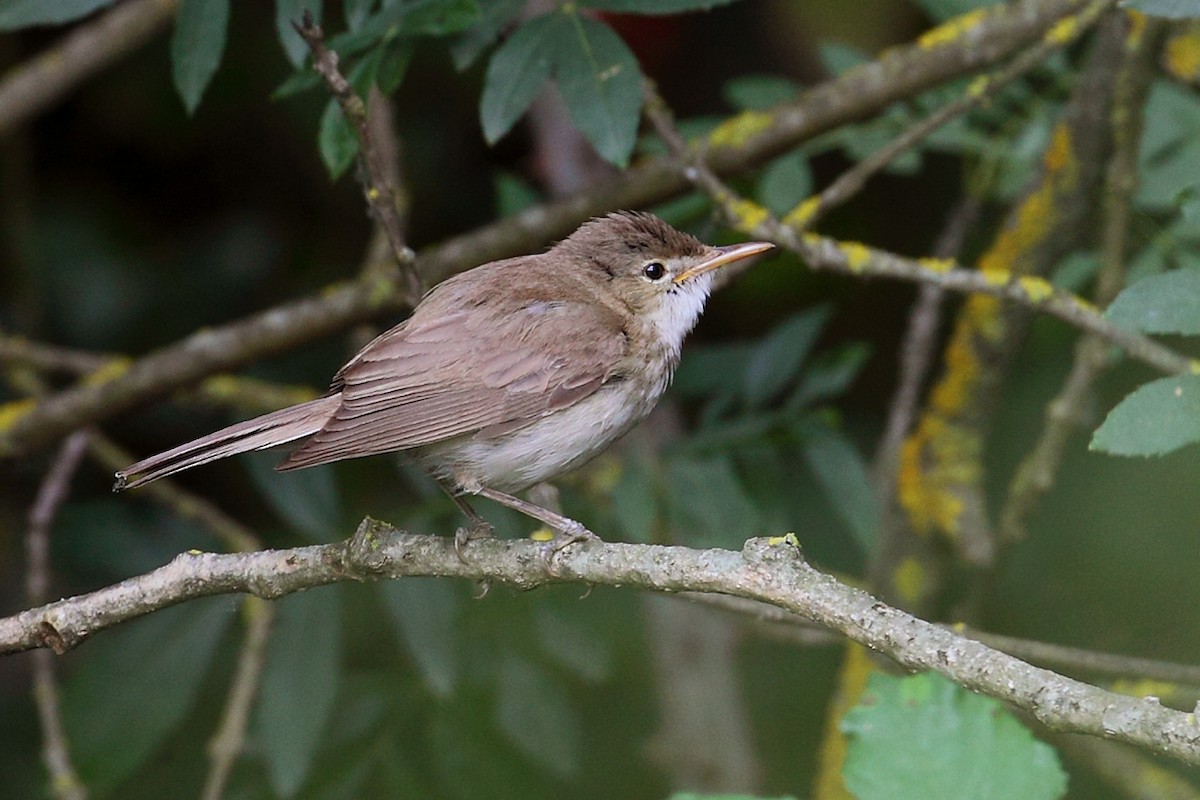 Western Olivaceous Warbler - ML103972421