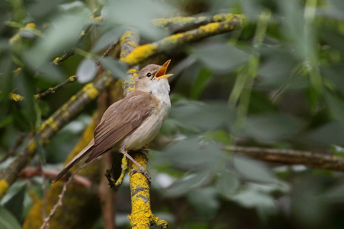 Western Olivaceous Warbler - ML103972431