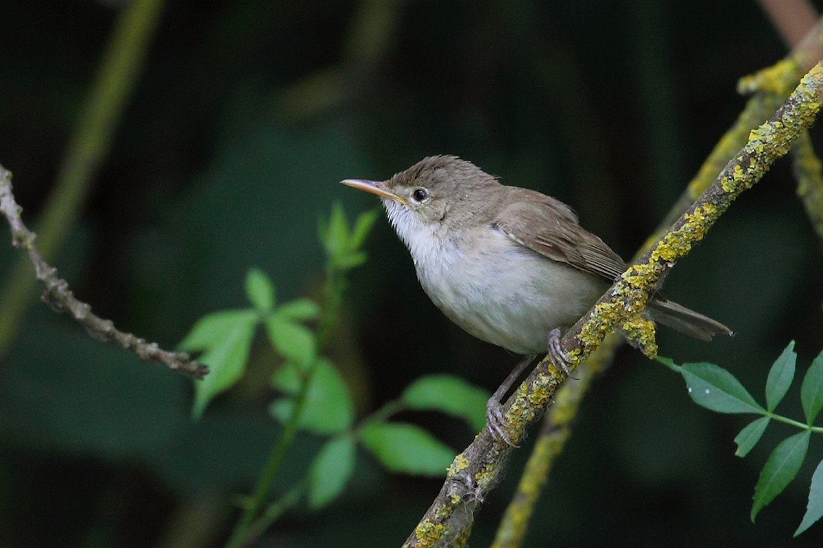 Western Olivaceous Warbler - ML103972441