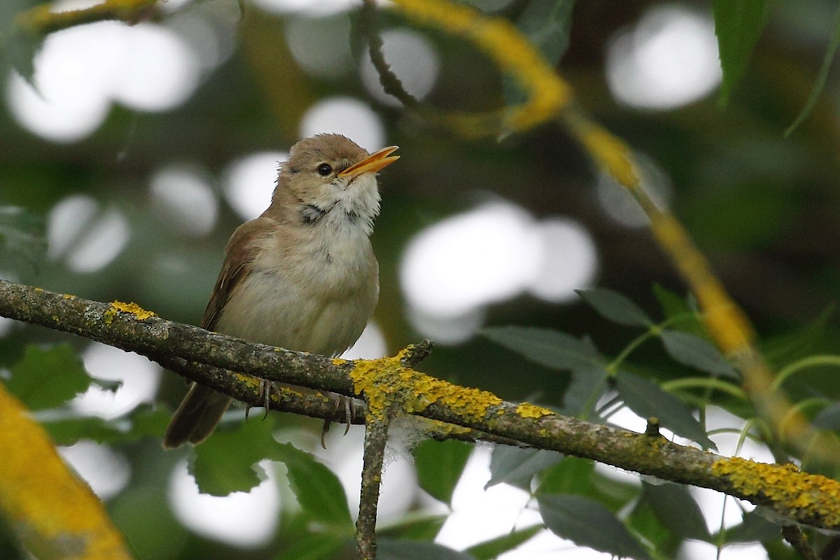 Western Olivaceous Warbler - ML103972451