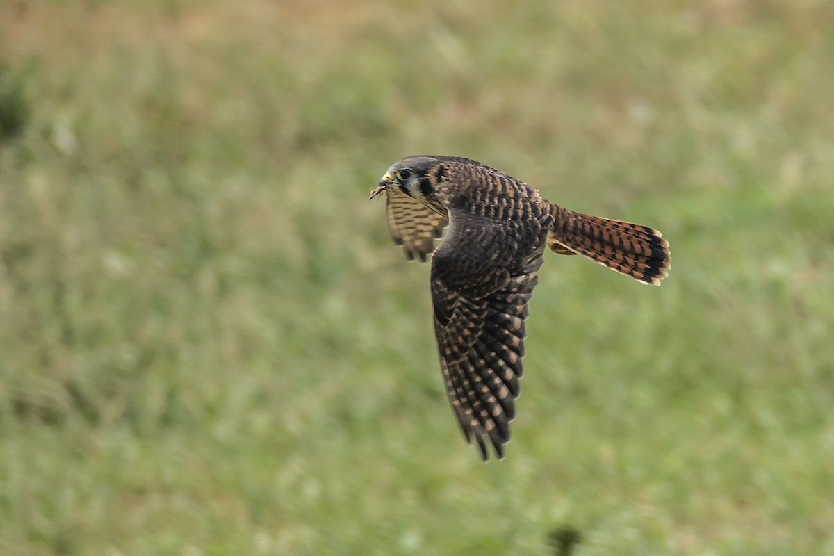 American Kestrel - Vic Laubach