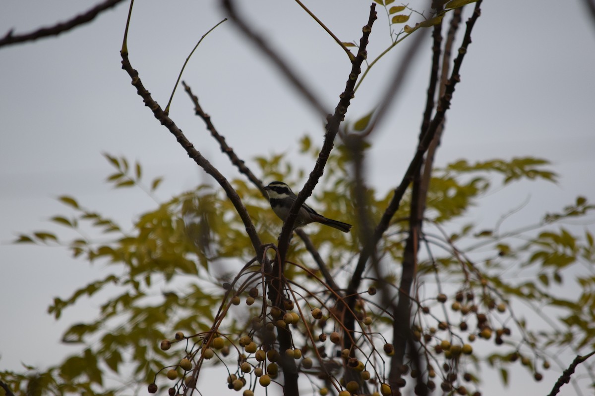 Ringed Warbling Finch - ML103973111