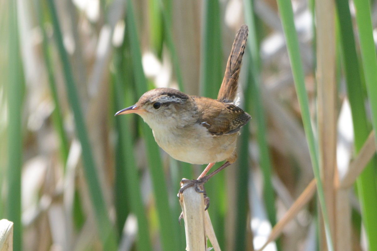 Marsh Wren - ML103973711