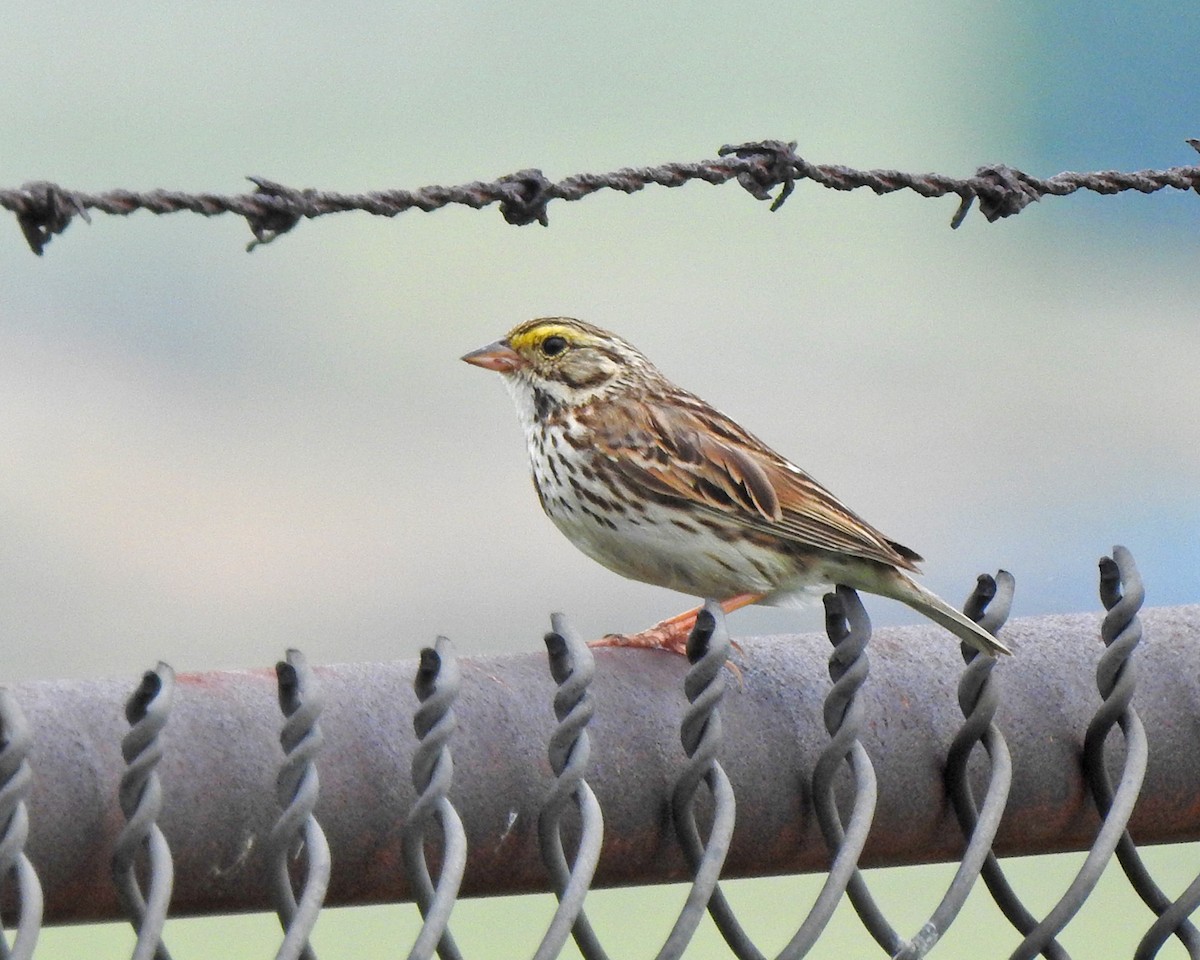 Savannah Sparrow - Karen Zeleznik