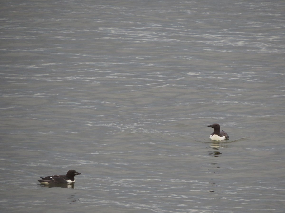 Common Murre - ML103974201