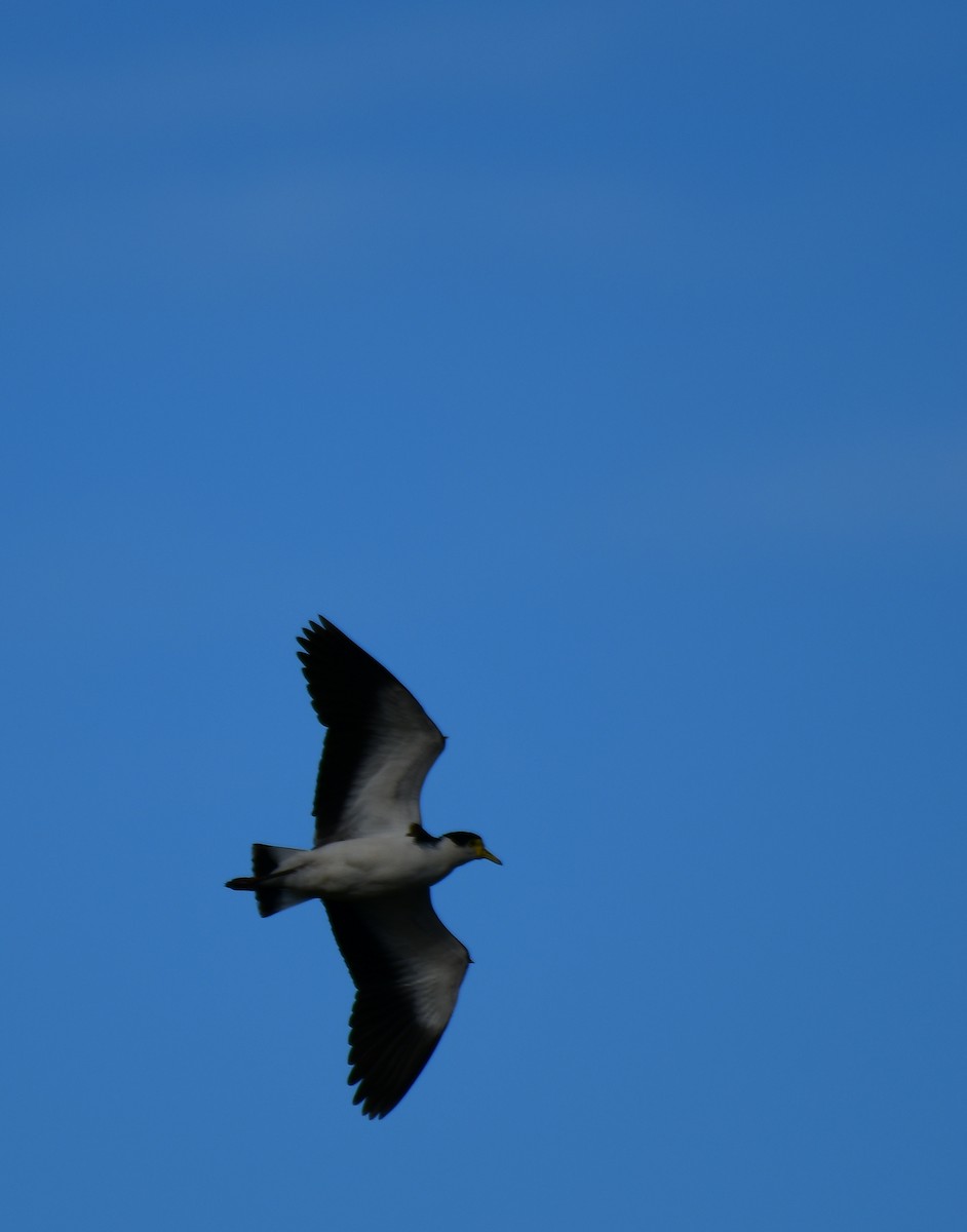 Masked Lapwing - Roy Burgess