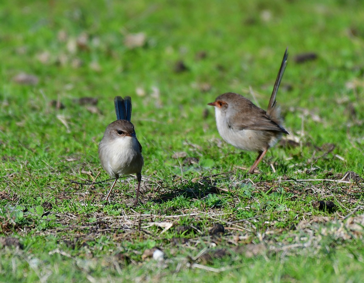 Superb Fairywren - ML103974541