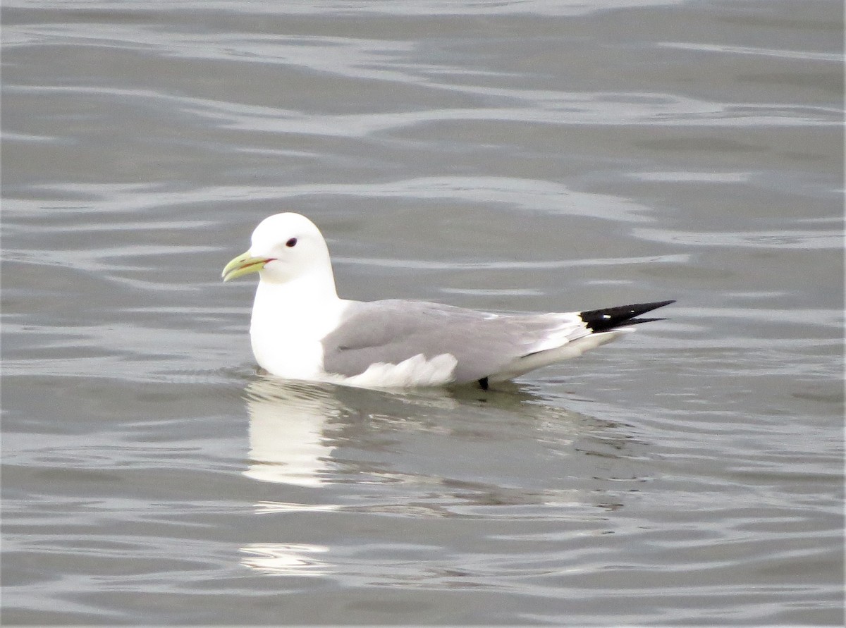 Black-legged Kittiwake - ML103974901