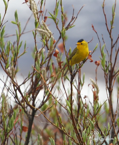 Wilson's Warbler - ML103977771