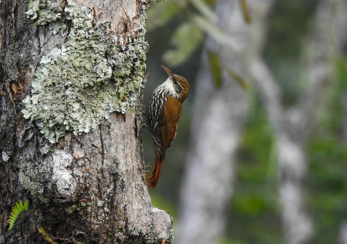 Scaled Woodcreeper - ML103978471