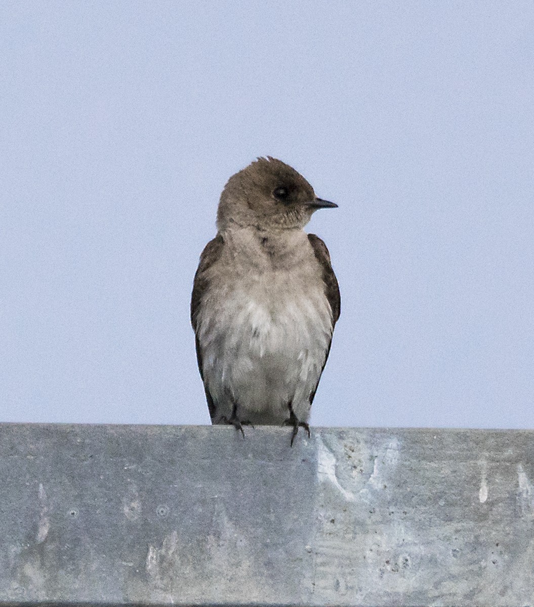 Northern Rough-winged Swallow - ML103979341