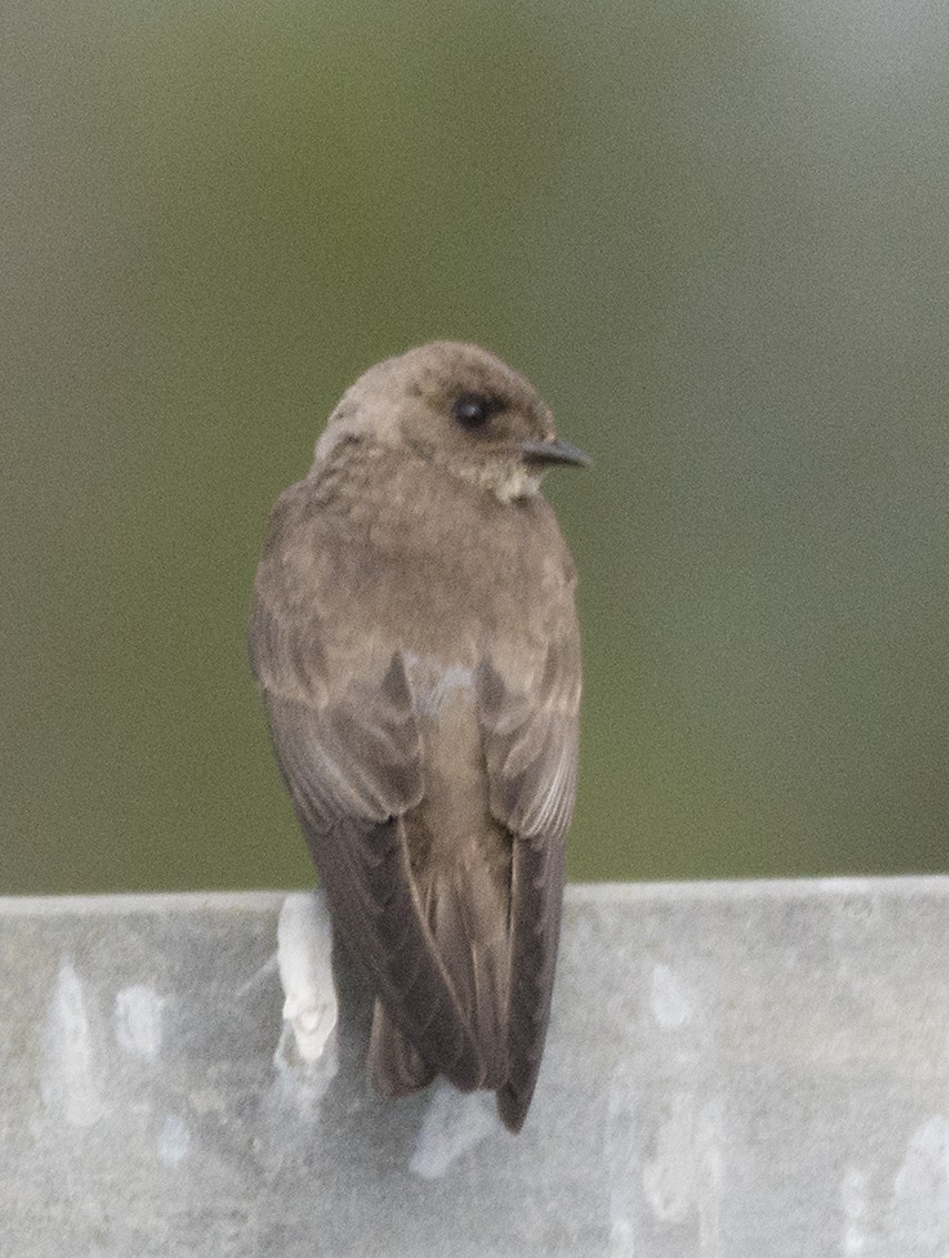 Northern Rough-winged Swallow - ML103979381