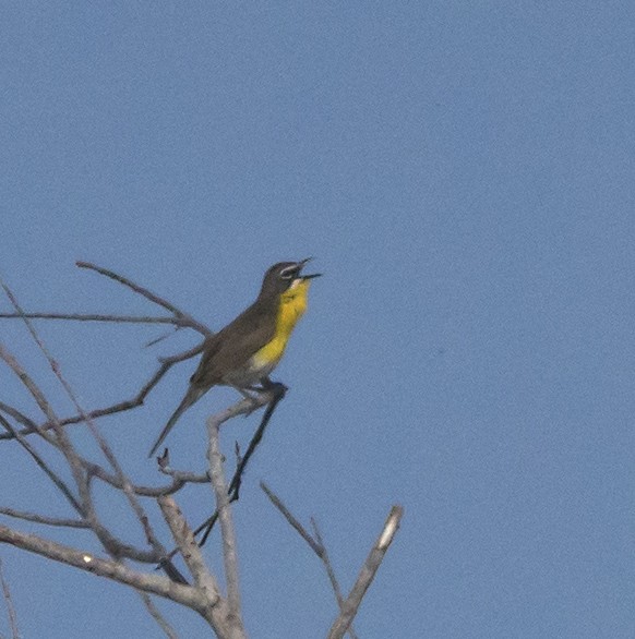 Yellow-breasted Chat - ML103979501