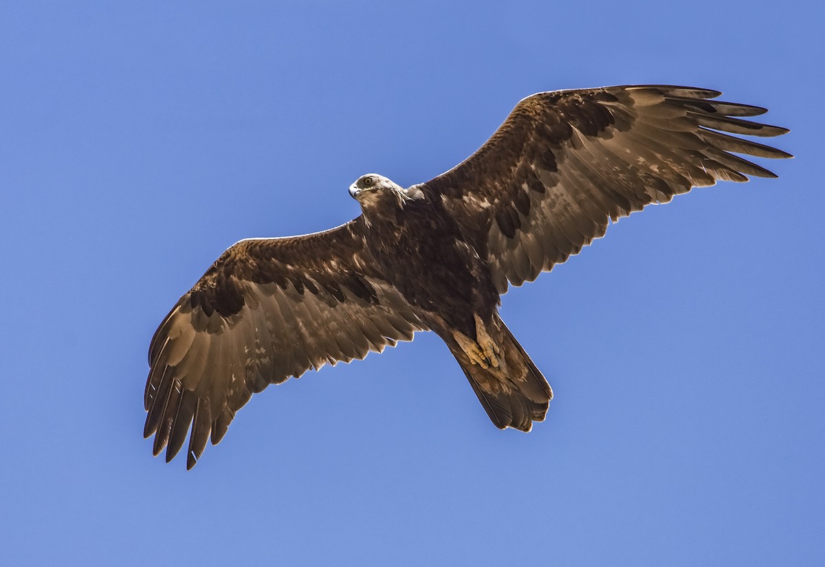 Golden Eagle - ML103980421