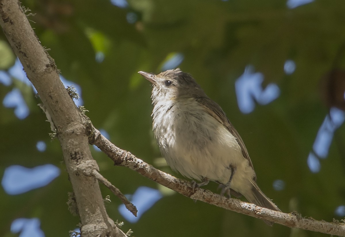 Vireo Gorjeador - ML103980691