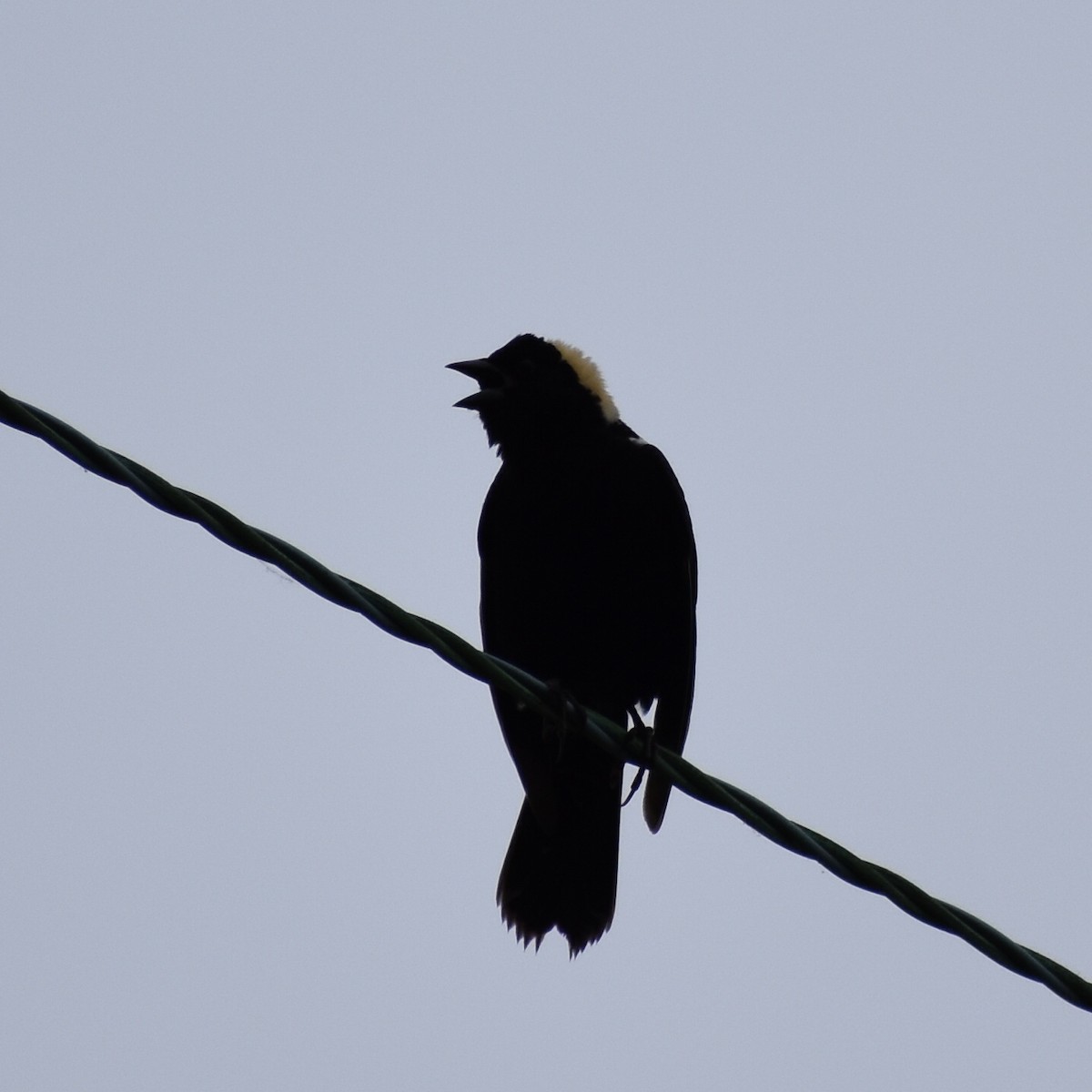 Bobolink - ML103980721