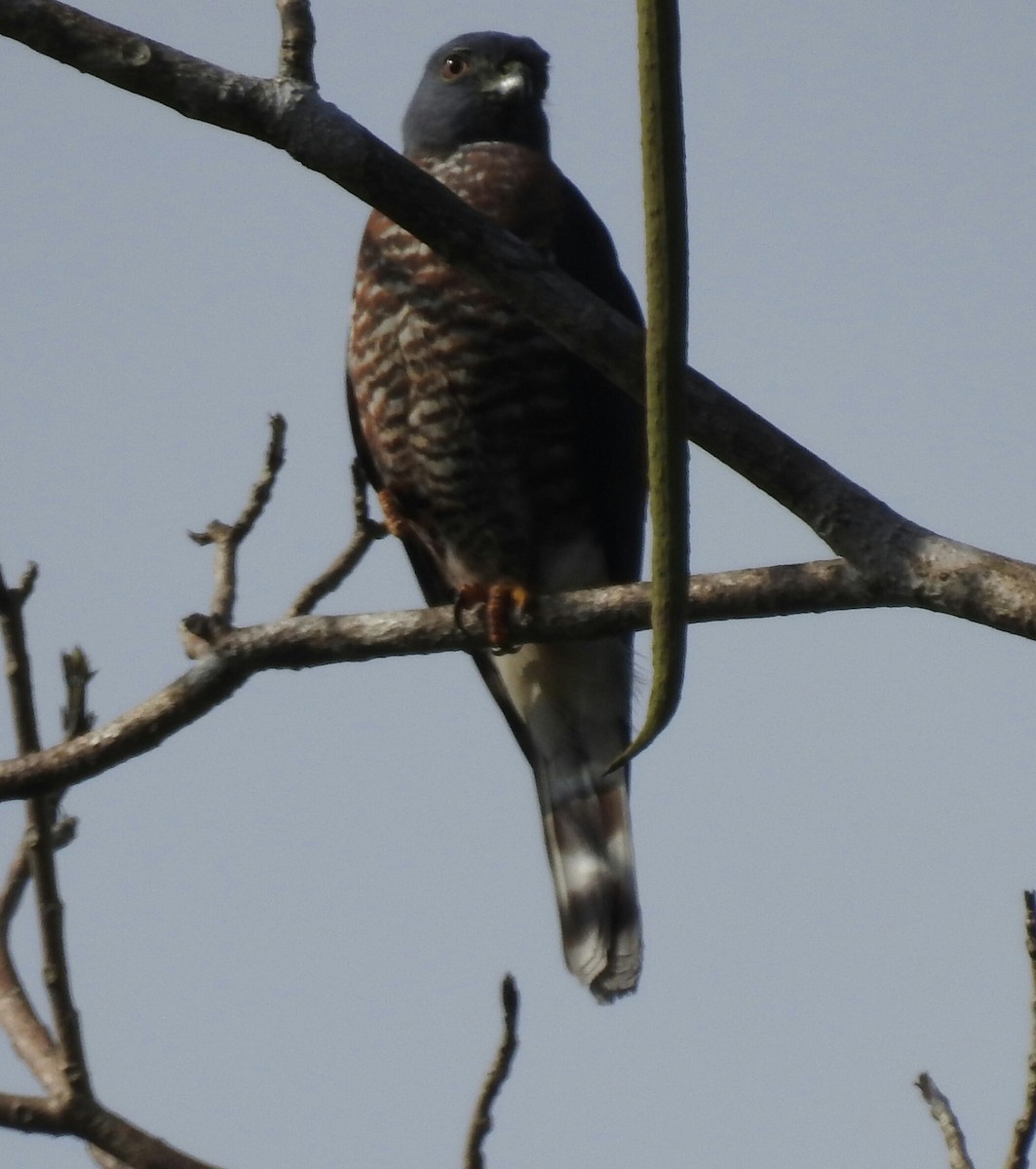 Double-toothed Kite - ML103982611