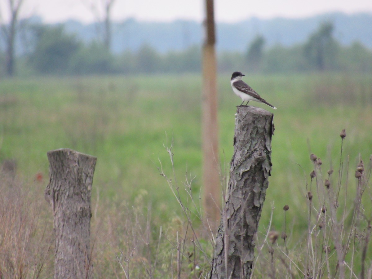 Eastern Kingbird - ML103983151