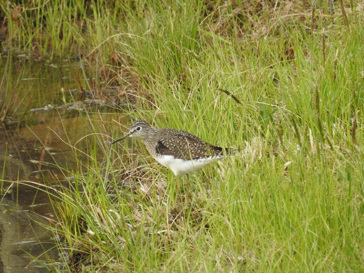 Solitary Sandpiper - ML103987581