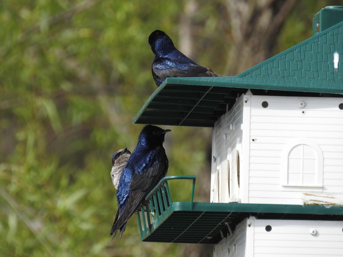 Purple Martin - ML103987721