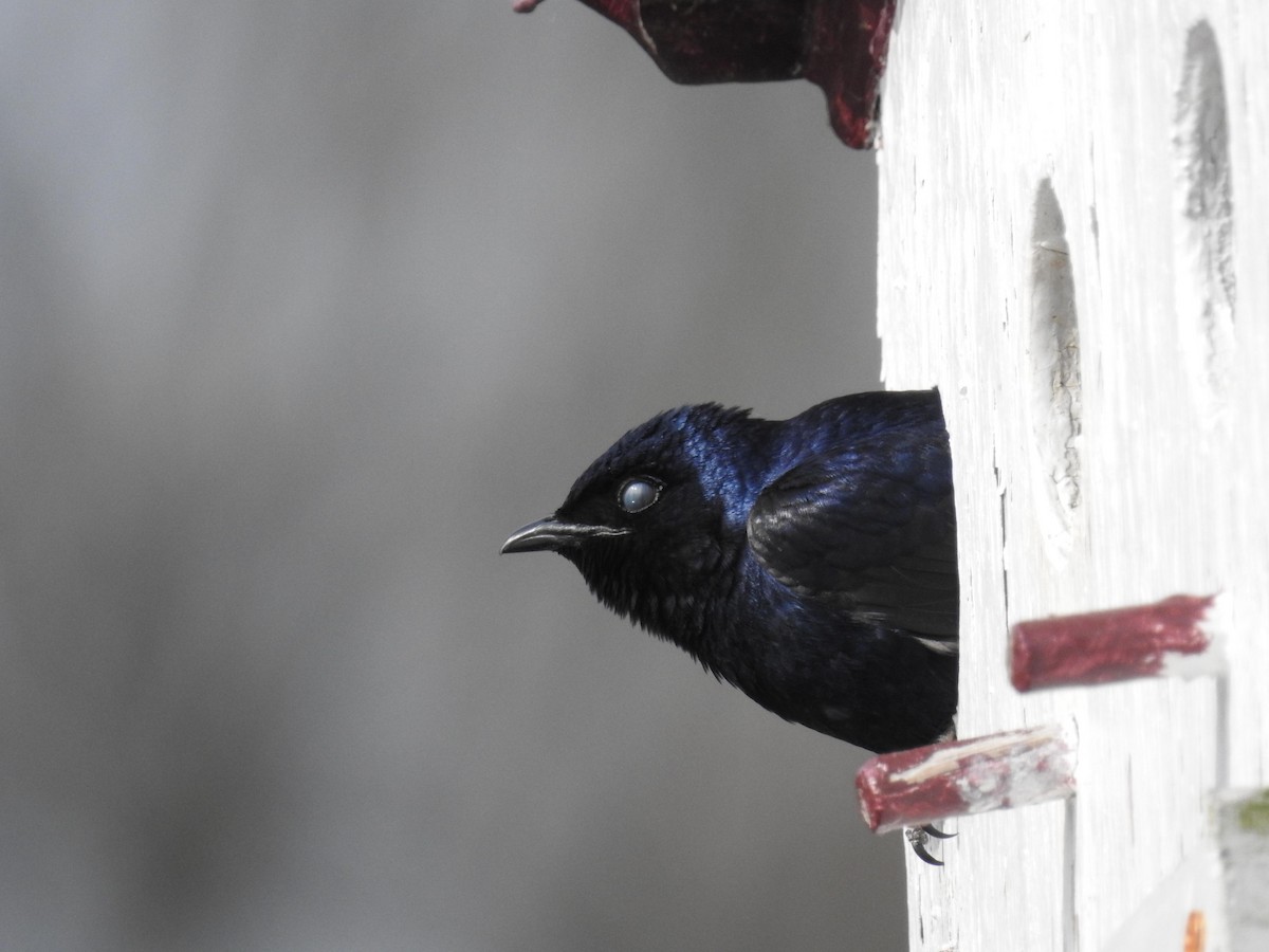 Purple Martin - ML103987731