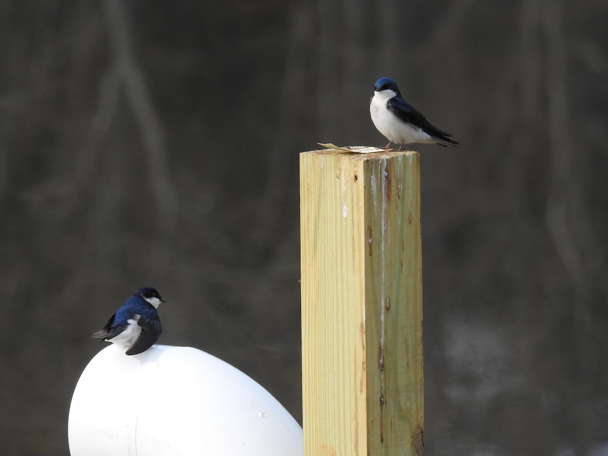 Tree Swallow - ML103987821