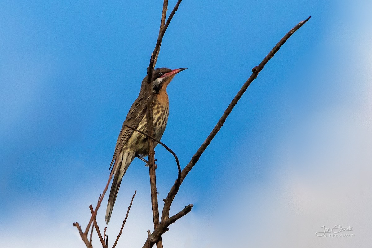 Spiny-cheeked Honeyeater - ML103988221