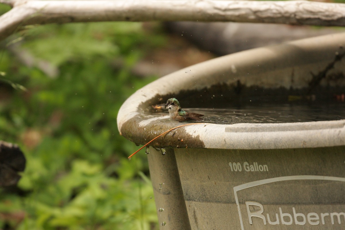 Calliope Hummingbird - ML103990551