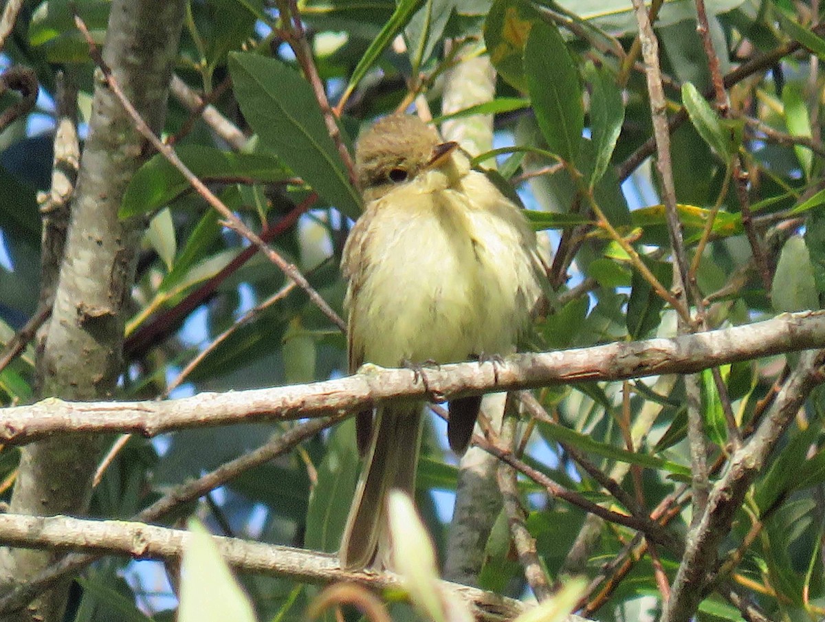 Western Flycatcher (Pacific-slope) - Sharon Hull