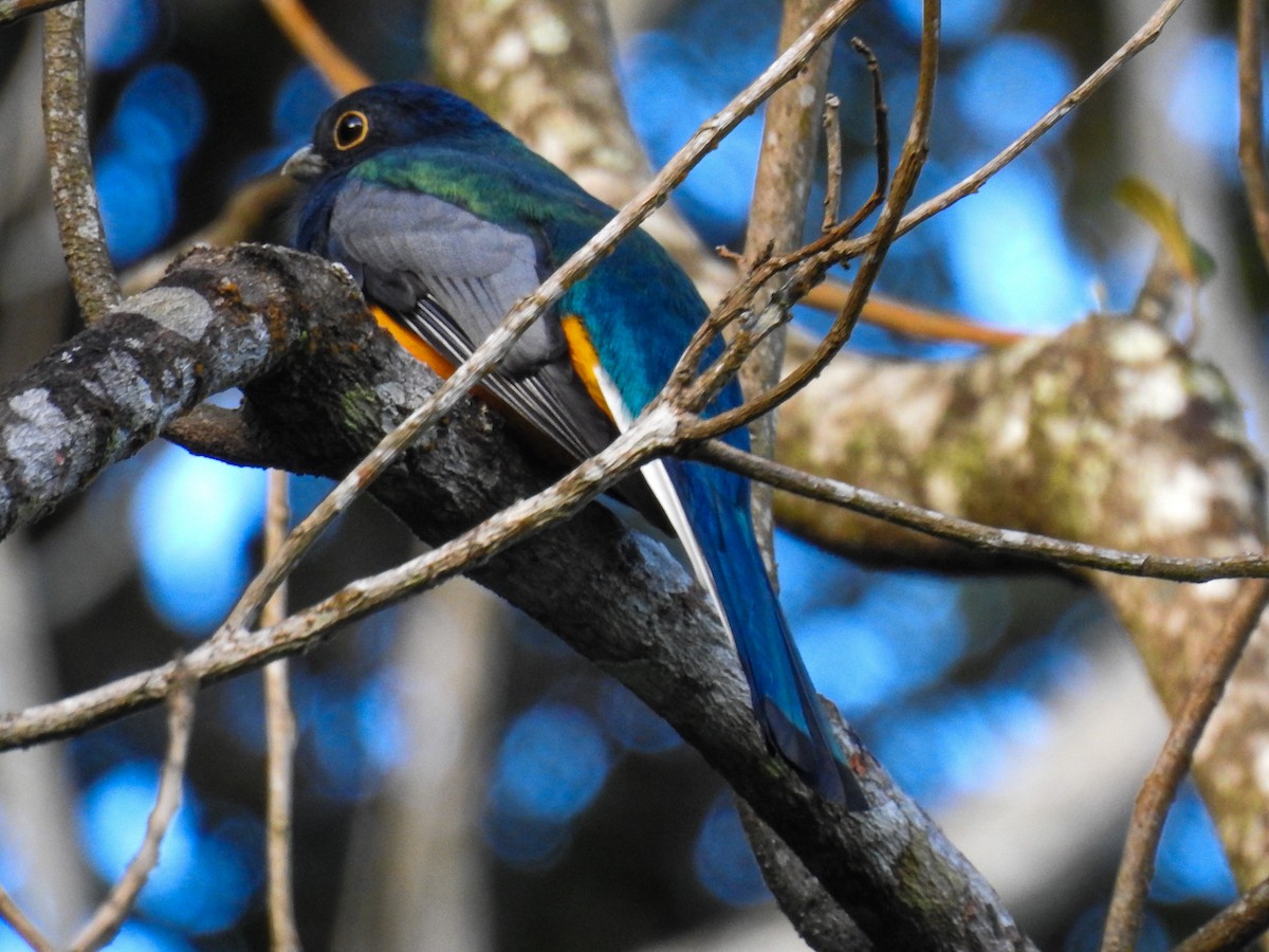 Surucua Trogon - ML103993041