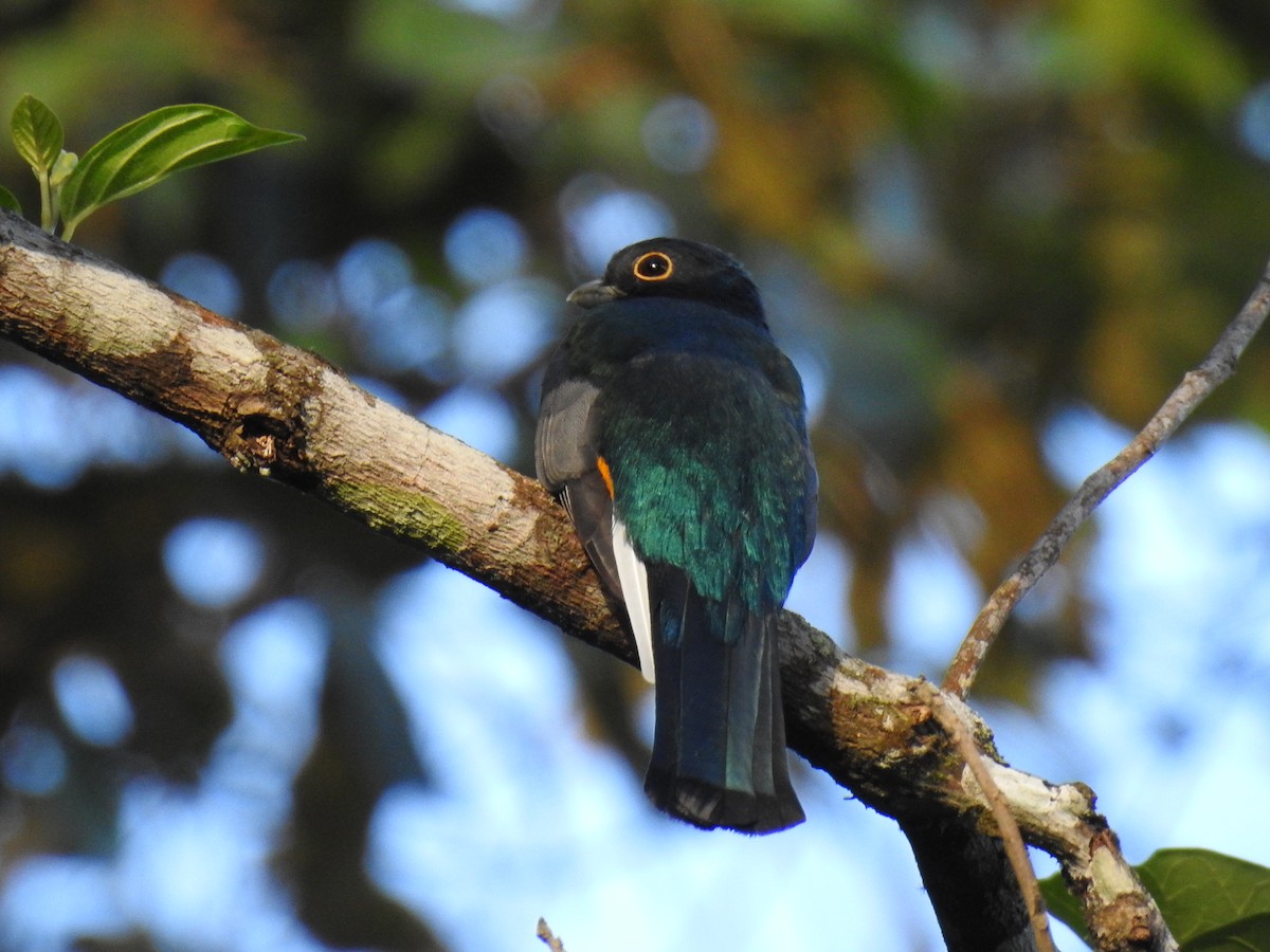 Surucua Trogon - ML103993131