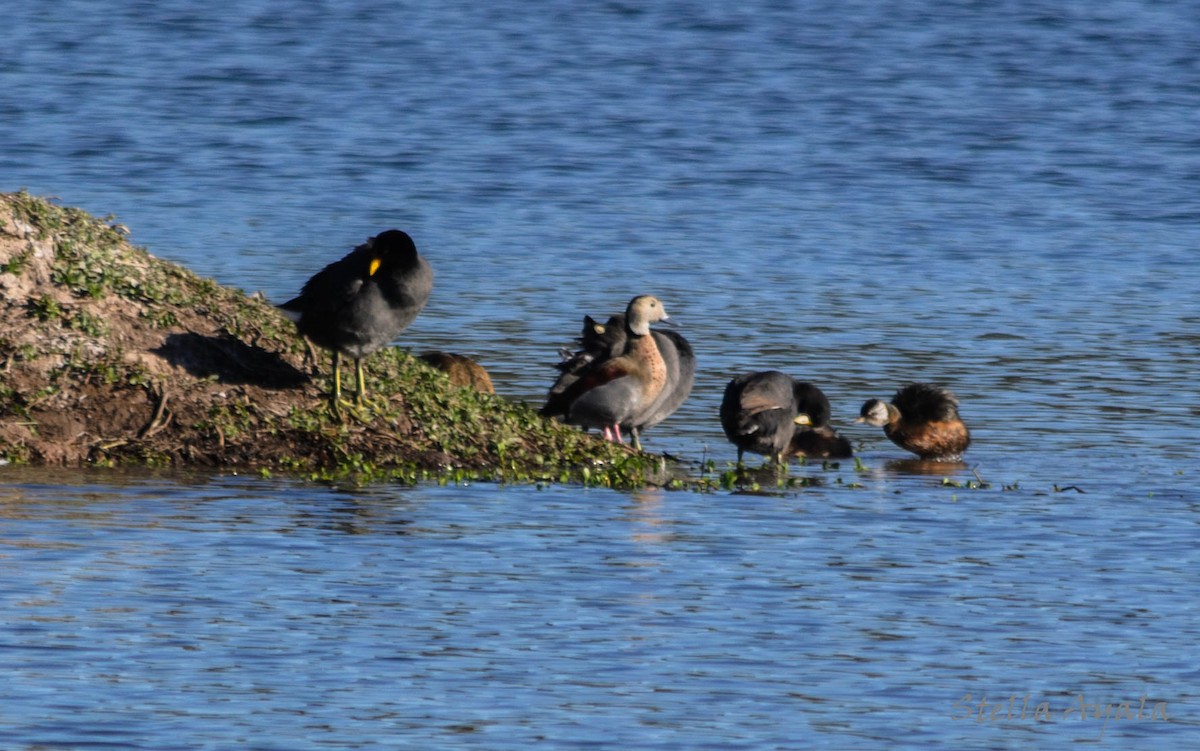 White-cheeked Pintail - ML103994551