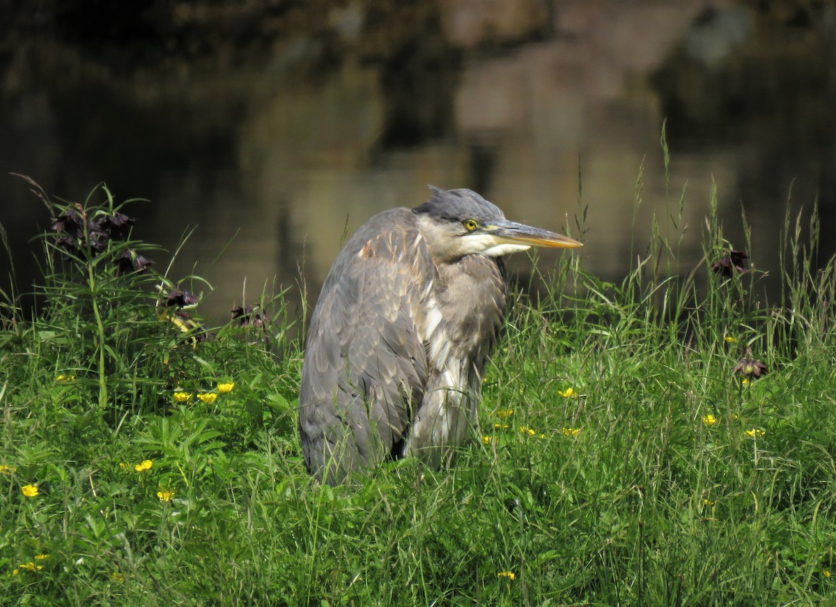 Great Blue Heron - ML103994851