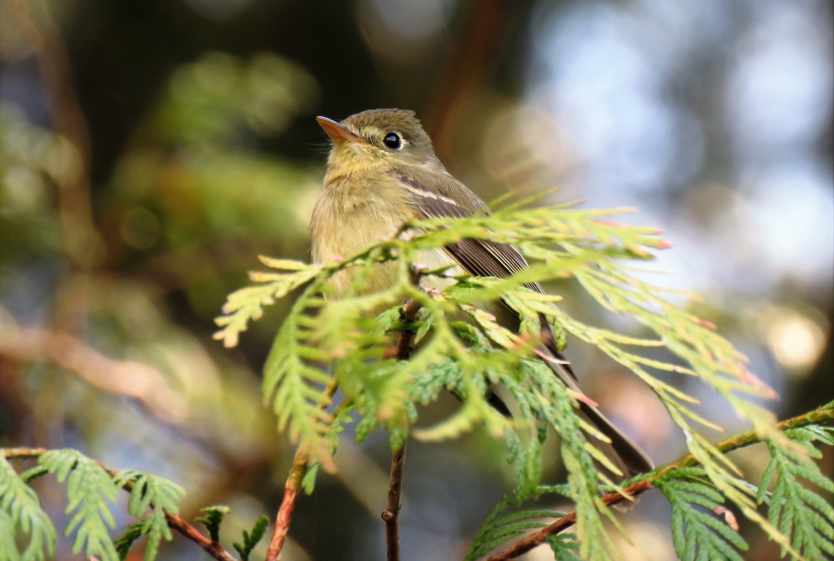 Western Flycatcher (Pacific-slope) - ML103995241