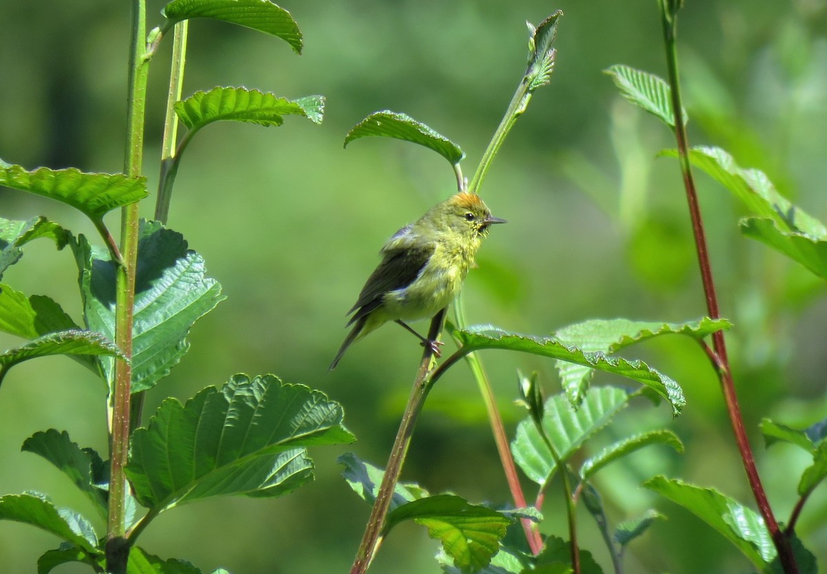 Orange-crowned Warbler - ML103996011