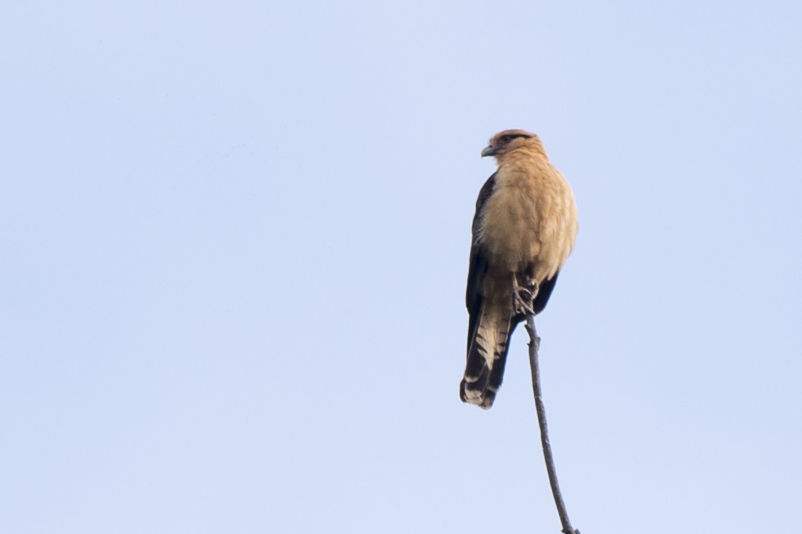 Caracara Chimachima - ML103996541