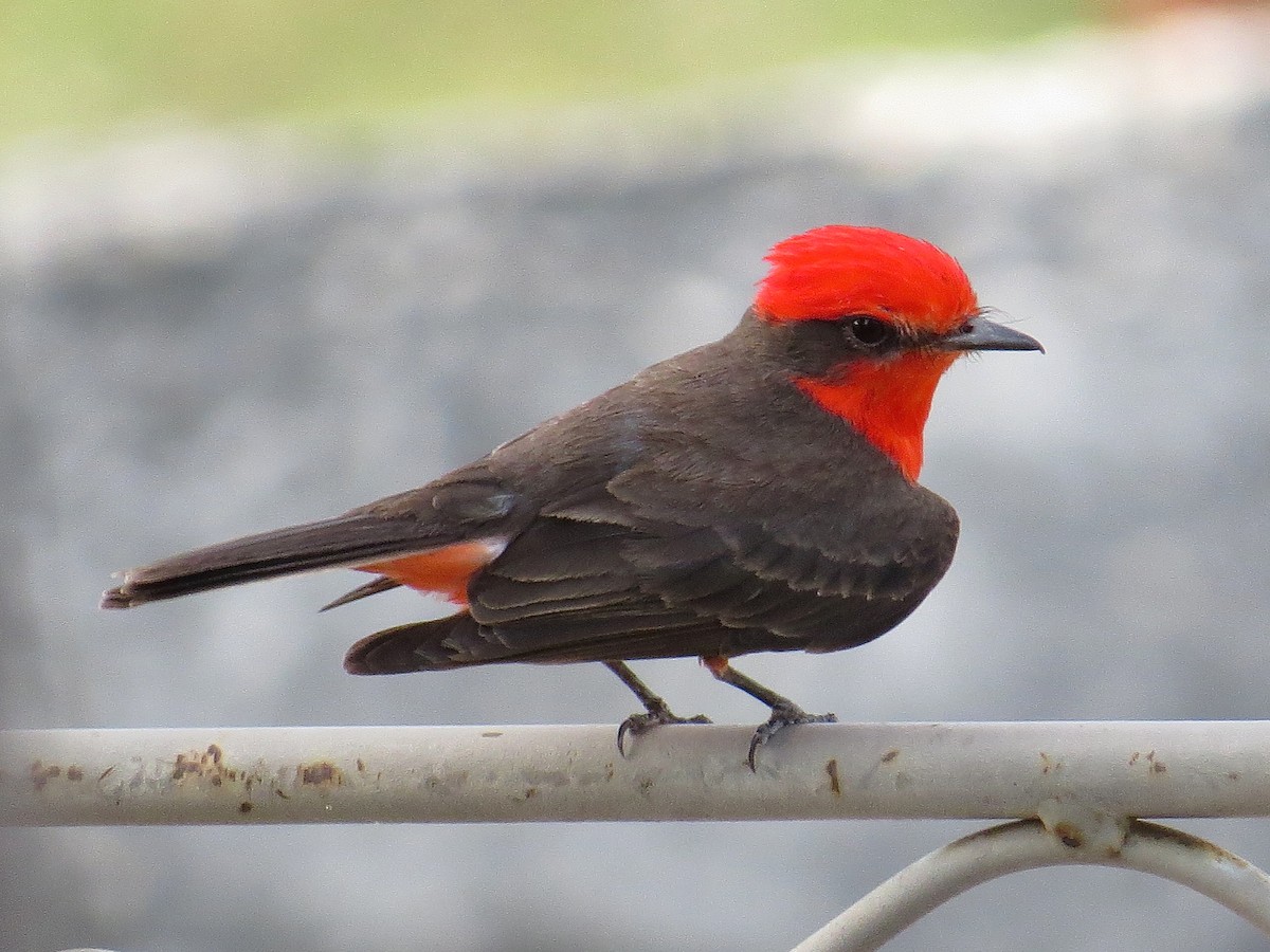 Vermilion Flycatcher - ML103998611