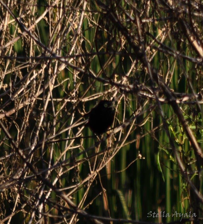 Spectacled Tyrant - ML104001131