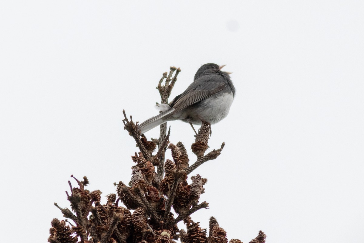 Dark-eyed Junco (Slate-colored) - ML104002191