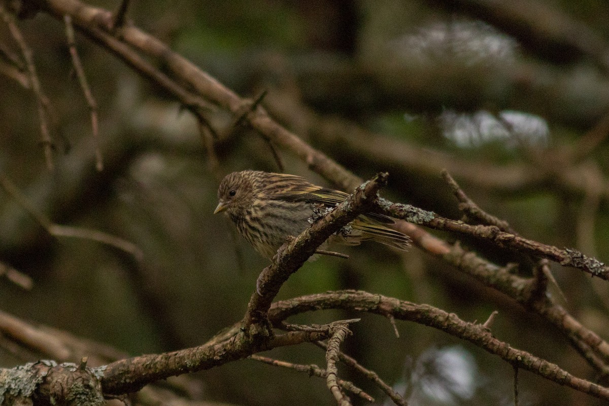 Pine Siskin - ML104002561